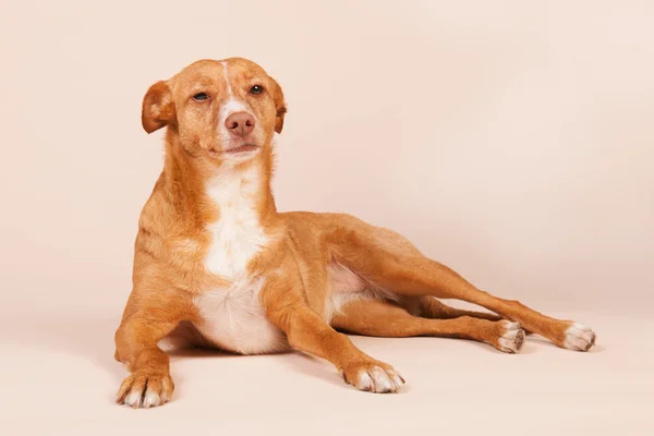 Andalusian hound — Stock Photo, Image