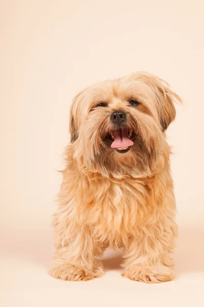 Piccolo cane dai capelli lunghi su sfondo beige — Foto Stock