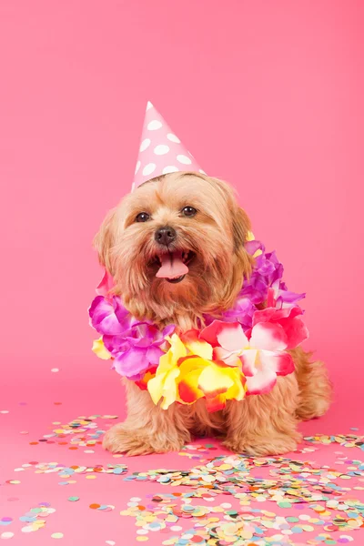 Cane di compleanno — Foto Stock