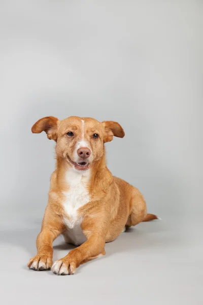 Cão andaluz — Fotografia de Stock