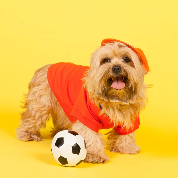 Chien de soccer néerlandais — Photo