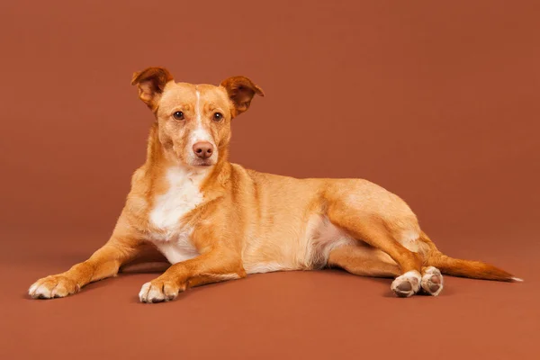 Andalusian hound — Stock Photo, Image