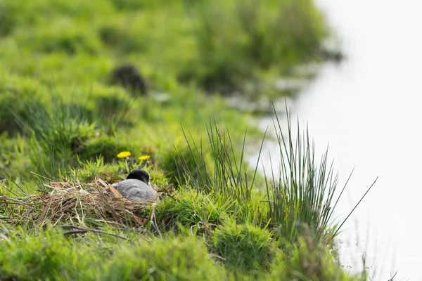 Coot en el nido — Foto de Stock