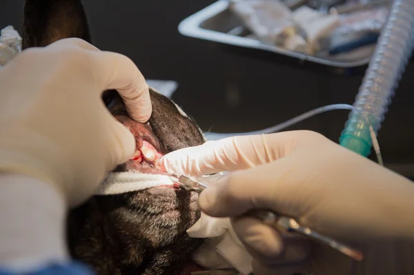 Zahnpflege für Hund — Stockfoto