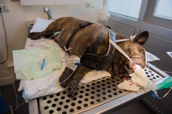 Cura dentale per il cane — Foto Stock