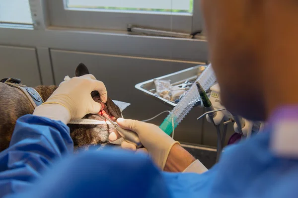 Cuidados dentários para cão — Fotografia de Stock