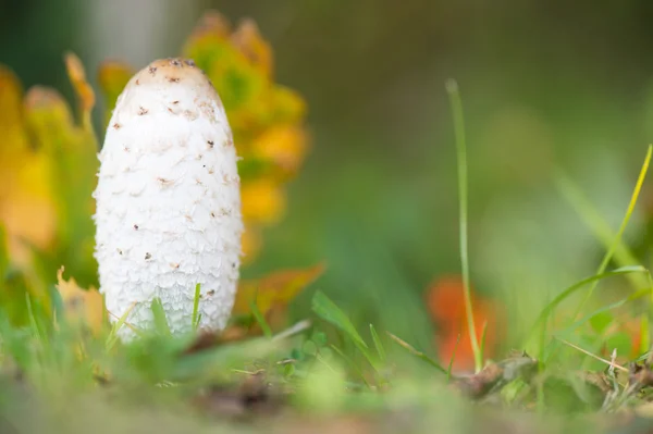 Shaggy inkoustu čepice — Stock fotografie