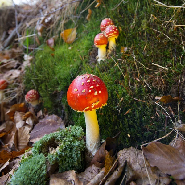 Flyga amanita — Stockfoto