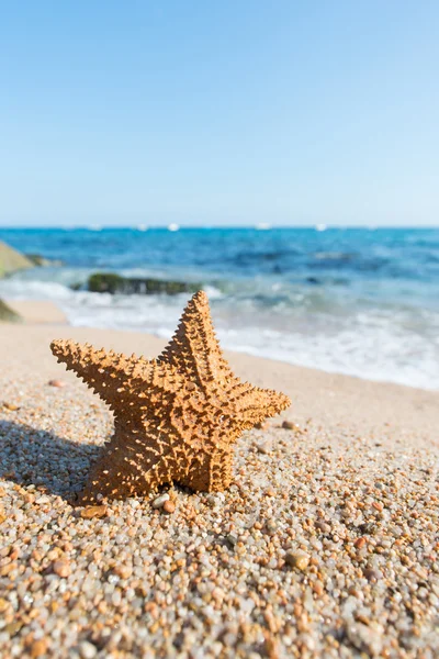 Estrella de mar en la playa —  Fotos de Stock