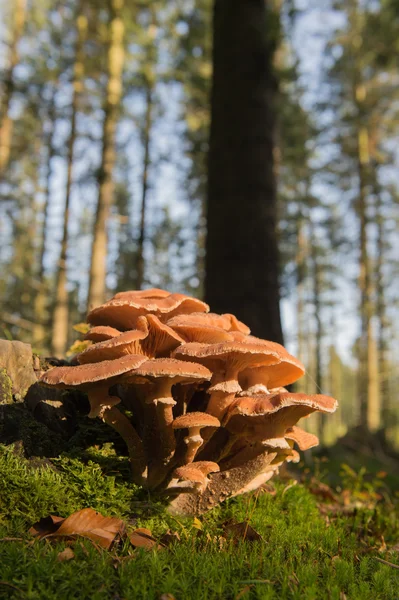 Gruppe braune Pilze — Stockfoto
