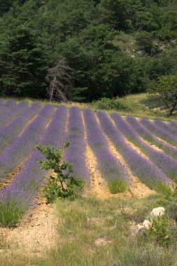 Fransız drome manzara