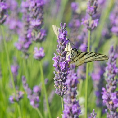 Eski Dünya swallowtail kelebek lavanta üzerinde