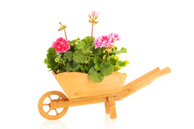 pelargoniums tekerlek Barrow