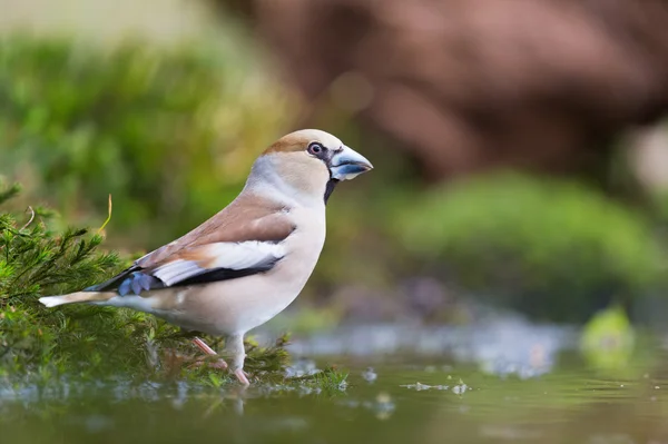 Female Hawfinch at water front — Stock Photo, Image
