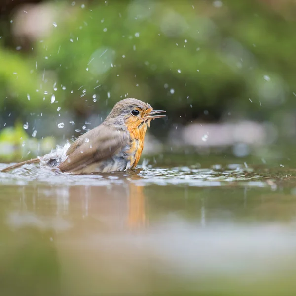 Robin europeo en el agua — Foto de Stock