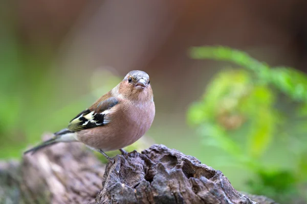 Buchfink weiblich — Stockfoto