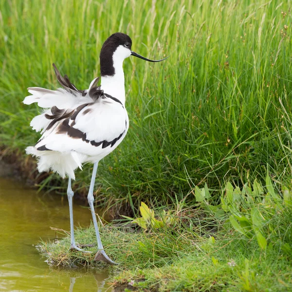 Avocetta pirata — Foto Stock