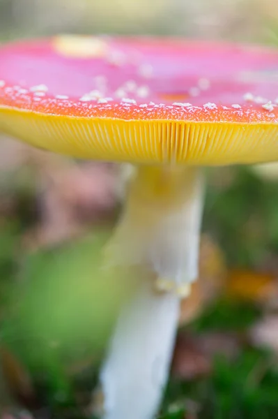 Amanita vliegen — Stockfoto