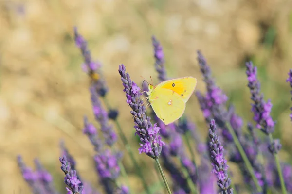 Common brimstone butterfly on Lavender — Stock Photo, Image