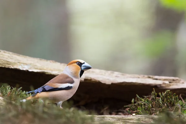 Hawfinch 在水前面 — 图库照片