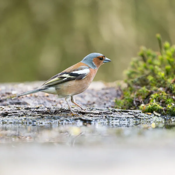 Male common chaffinch — Stock Photo, Image