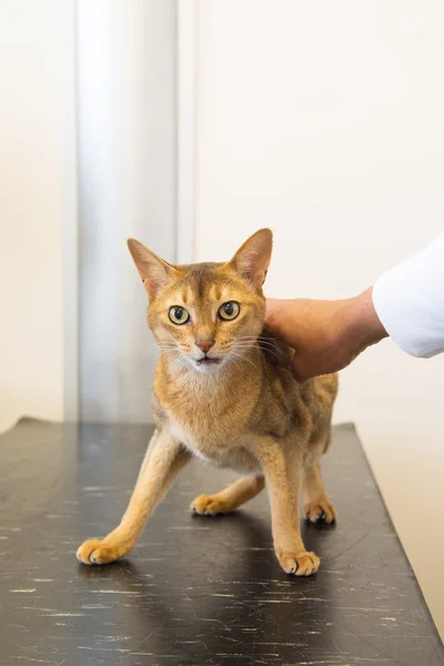 Cat at the veterinarian — Stockfoto