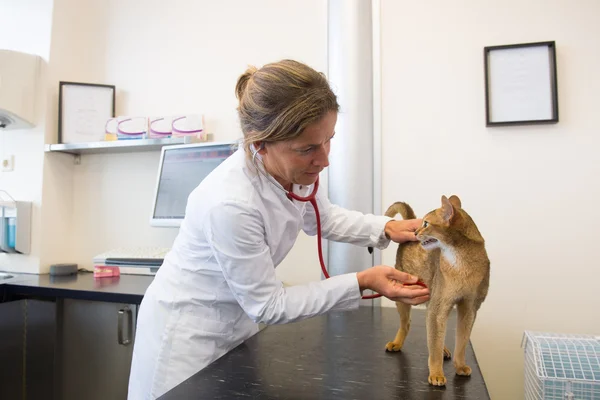 Cat at the veterinarian — Stok fotoğraf
