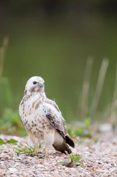 Common blonde buzzard — Stock Photo, Image