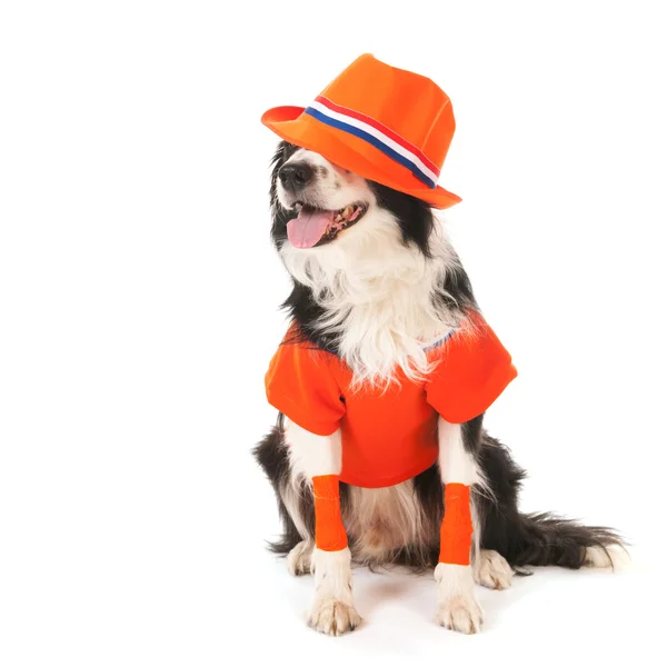 Hund als Fußballfan — Stockfoto