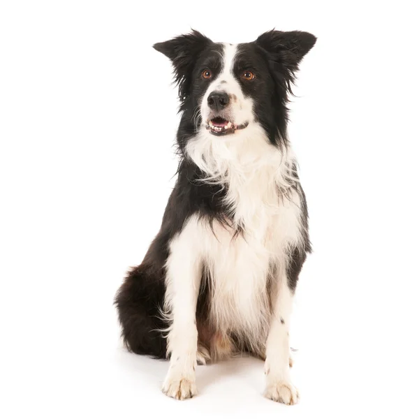 Gränsen collie — Stockfoto