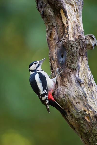 Buntspecht — Stockfoto