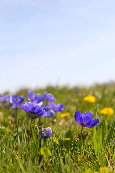 Blue anemones — Stock Photo, Image