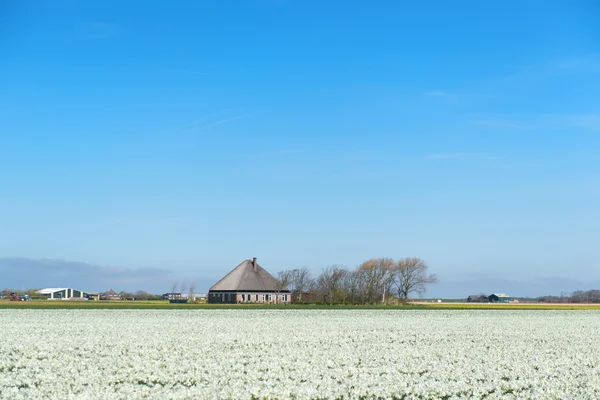 典型的なオランダのファームハウス — ストック写真