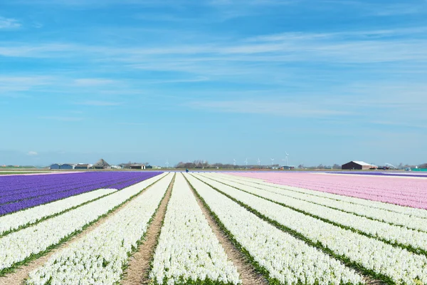 Blumenfelder mit bunten Hyazinthen — Stockfoto