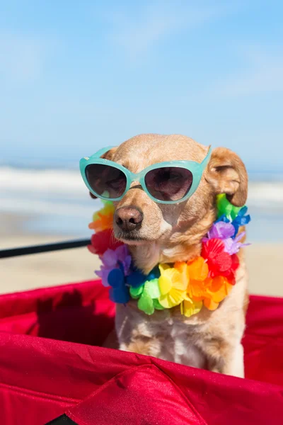 Собака у відпустці на пляжі — стокове фото