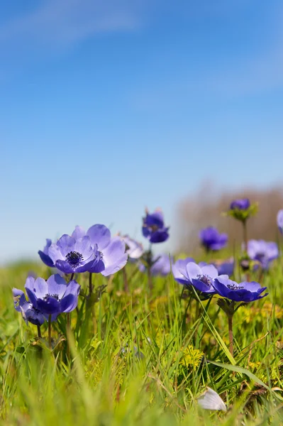 Blue anemones — Stock Photo, Image
