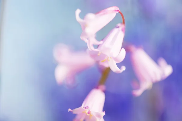 Wild hyacinths — Stock Photo, Image