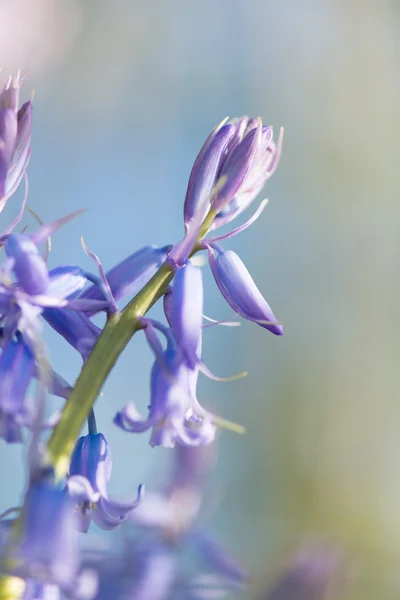 Divoké hyacinty — Stock fotografie