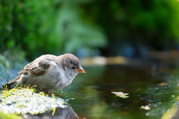 Sparrow drinking water — Stock Photo, Image