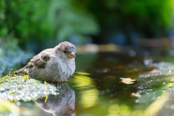 Sperling trinkt Wasser — Stockfoto