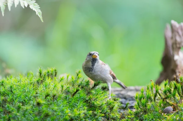 Sparrow drinking water — Stock Photo, Image