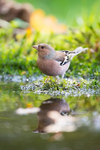 Fringuello comune acqua potabile — Foto Stock