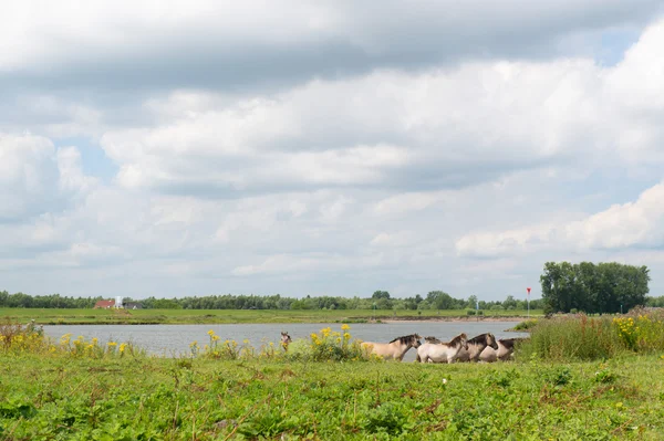 Paisaje fluvial holandés — Foto de Stock