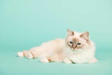 Birman kedisi