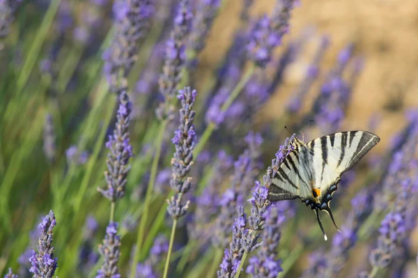 Viejo mundo swallowtail mariposa en lavanda —  Fotos de Stock