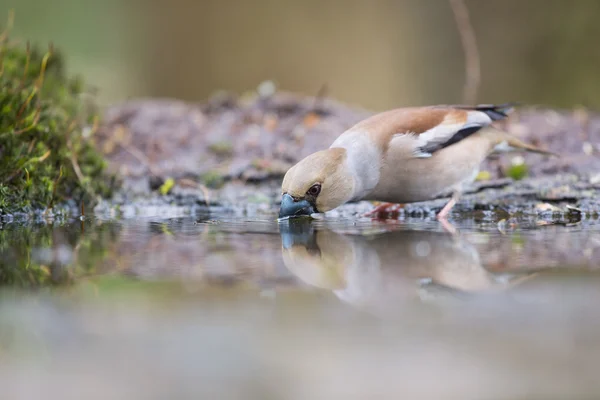 Hawfinch at water front — Stock Photo, Image