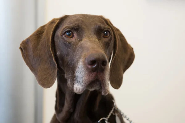 Head of brown dog — Stock Photo, Image