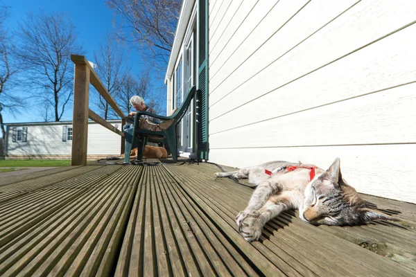 Cat on vacation — Stock Photo, Image