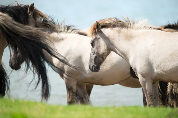 Konik hästar — Stockfoto