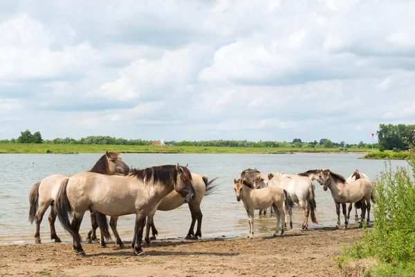 Dutch river landscape with horses — Stock Photo, Image